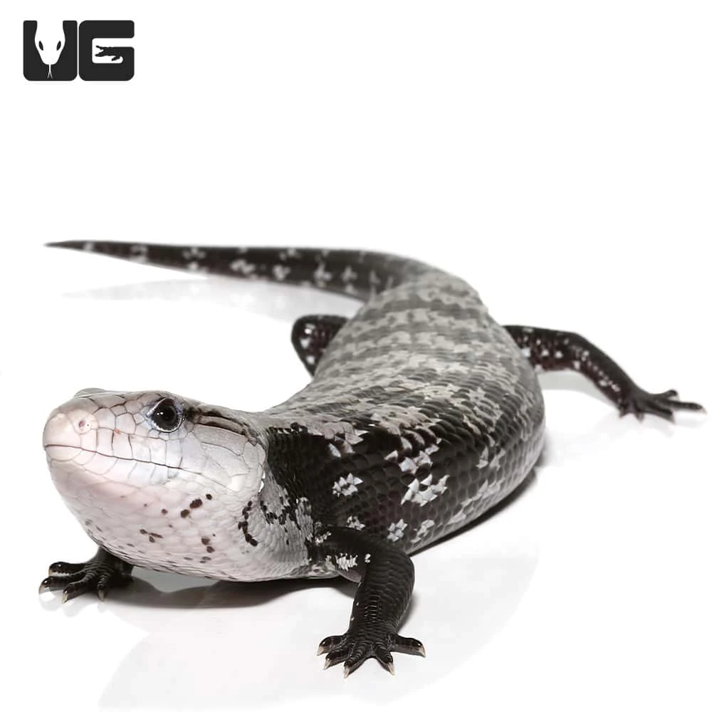 Juvenile Axanthic Halmahera Blue Tongue Skink