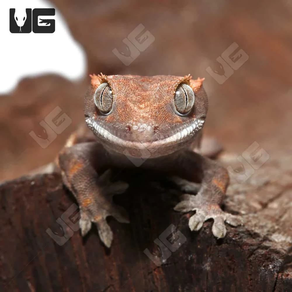 Juvenile Cappuccino Crested Gecko #1 - Image 2