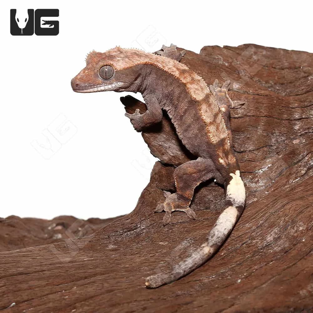 Juvenile Cappuccino Crested Gecko #1