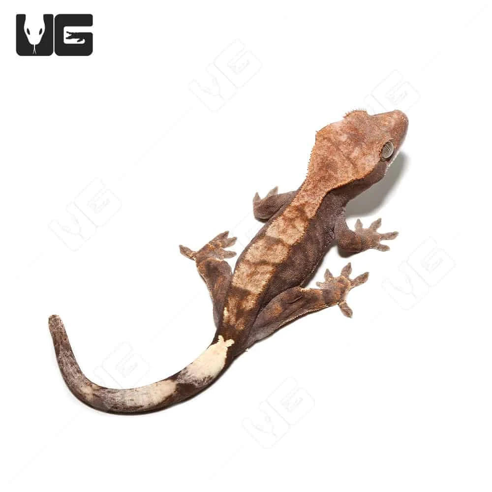 Juvenile Cappuccino Crested Gecko #1 - Image 3