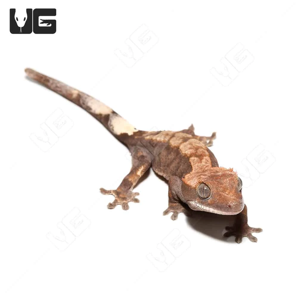 Juvenile Cappuccino Crested Gecko #1 - Image 4