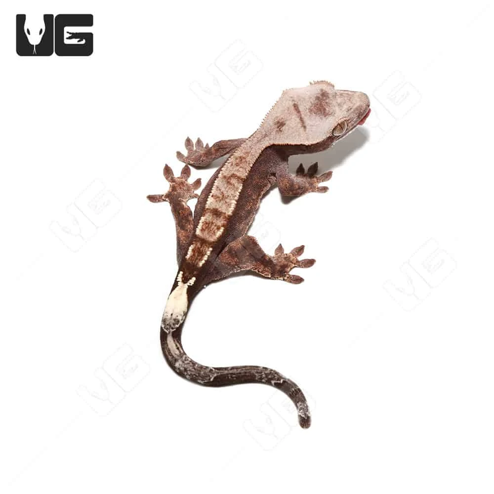 Juvenile Cappuccino Crested Gecko #2 - Image 4