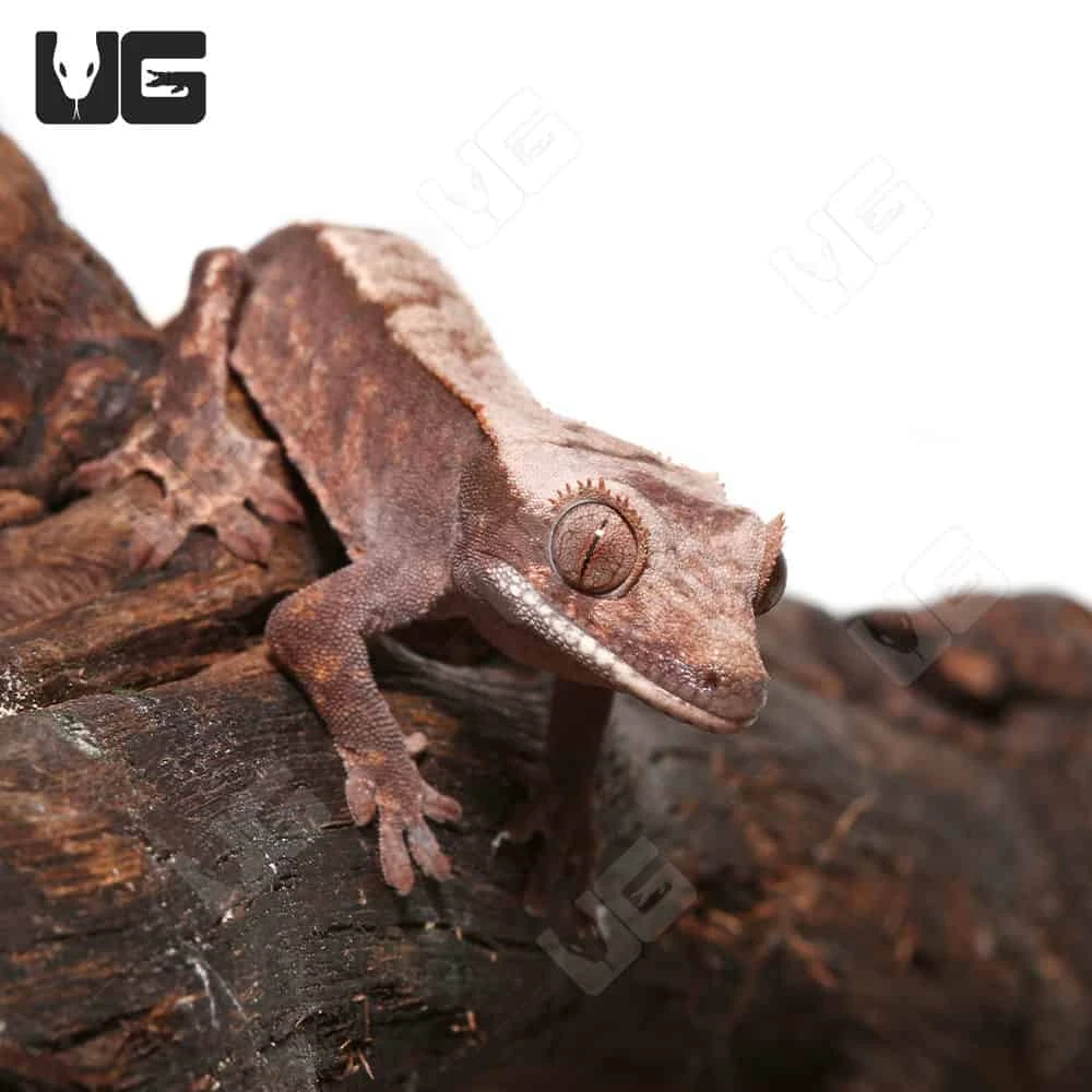 Juvenile Cappuccino Crested Gecko #2 - Image 3