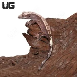 Juvenile Cappuccino Crested Gecko #2