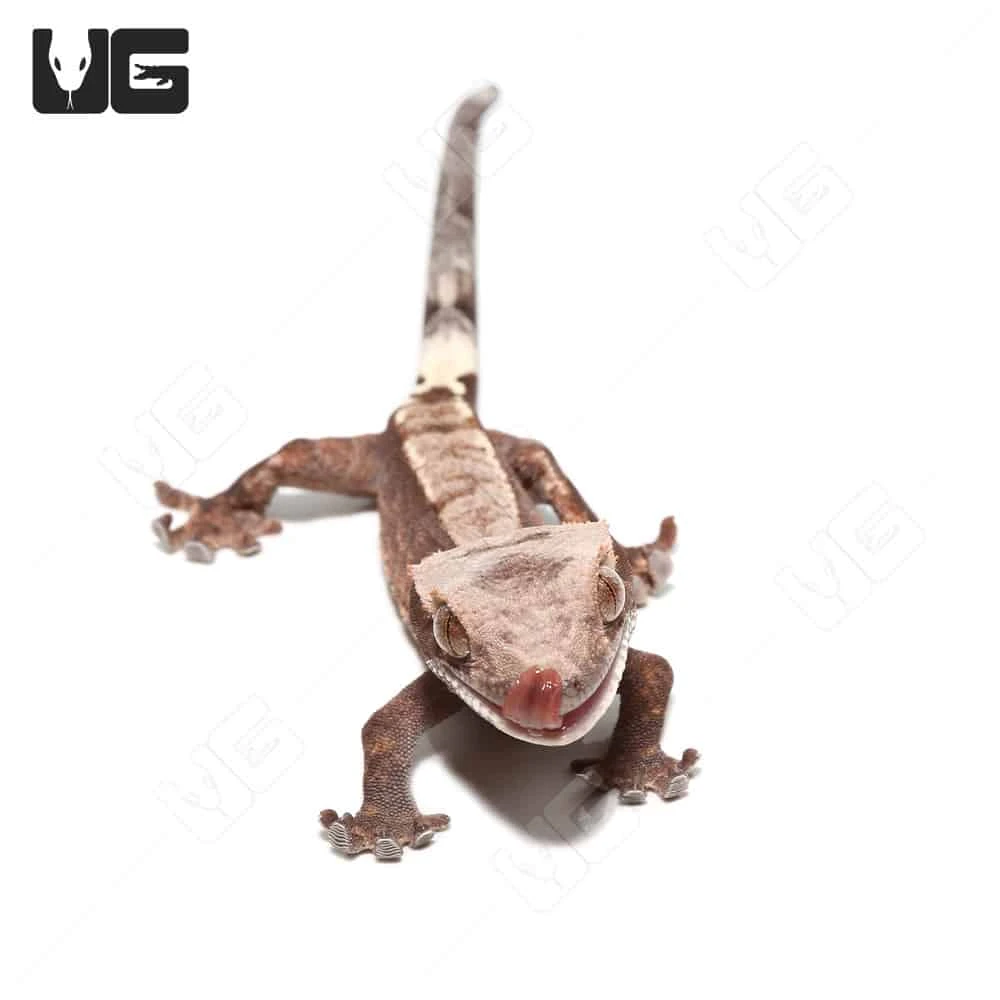 Juvenile Cappuccino Crested Gecko #2 - Image 2