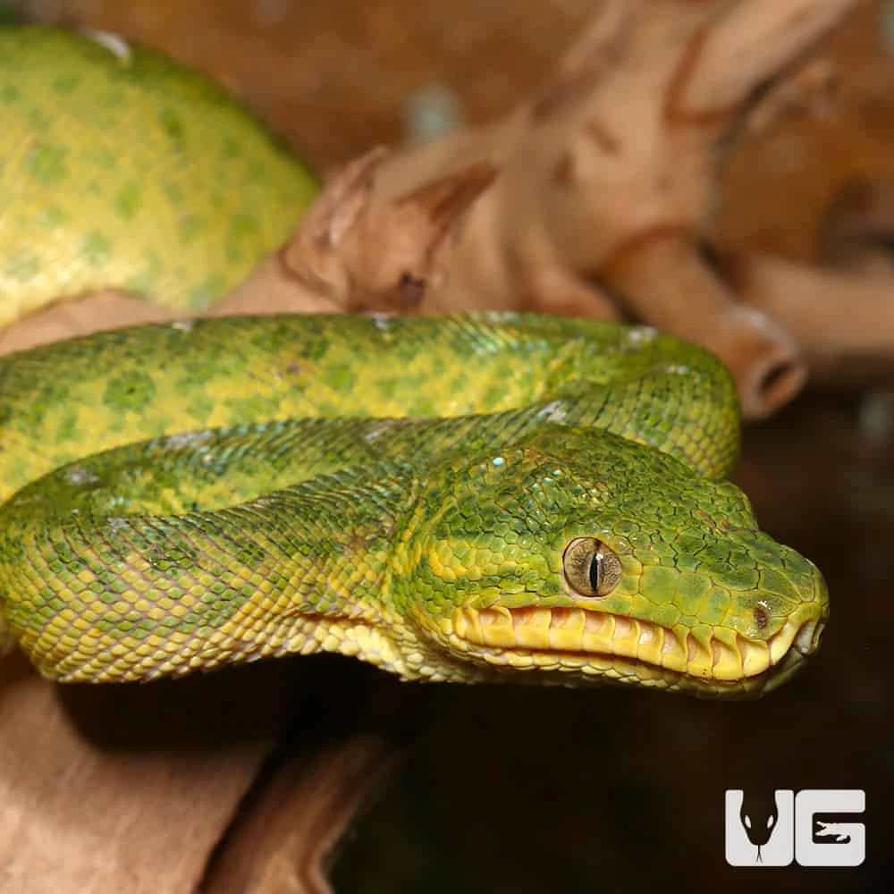 Juvenile Emerald Tree Boa #1 - Image 2