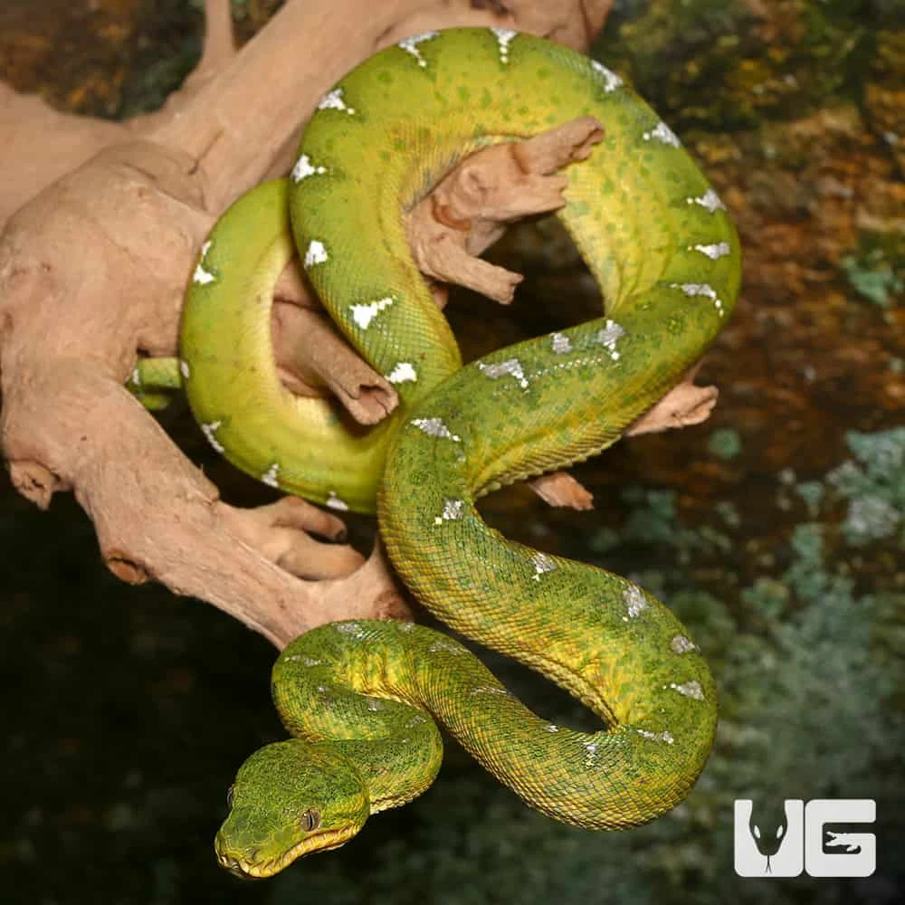 Juvenile Emerald Tree Boa #1