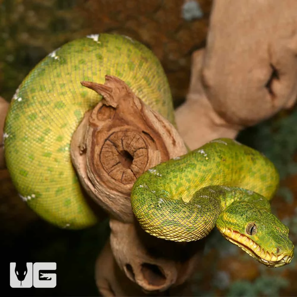 Juvenile Emerald Tree Boa #1 - Image 4
