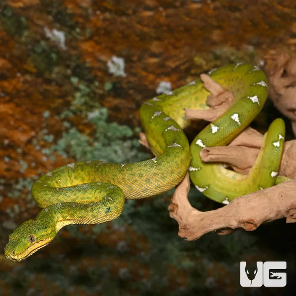 Juvenile Emerald Tree Boa #1 - Image 3