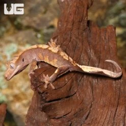 Juvenile Flame Crested Gecko