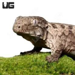 Juvenile GTX Leachianus Gecko