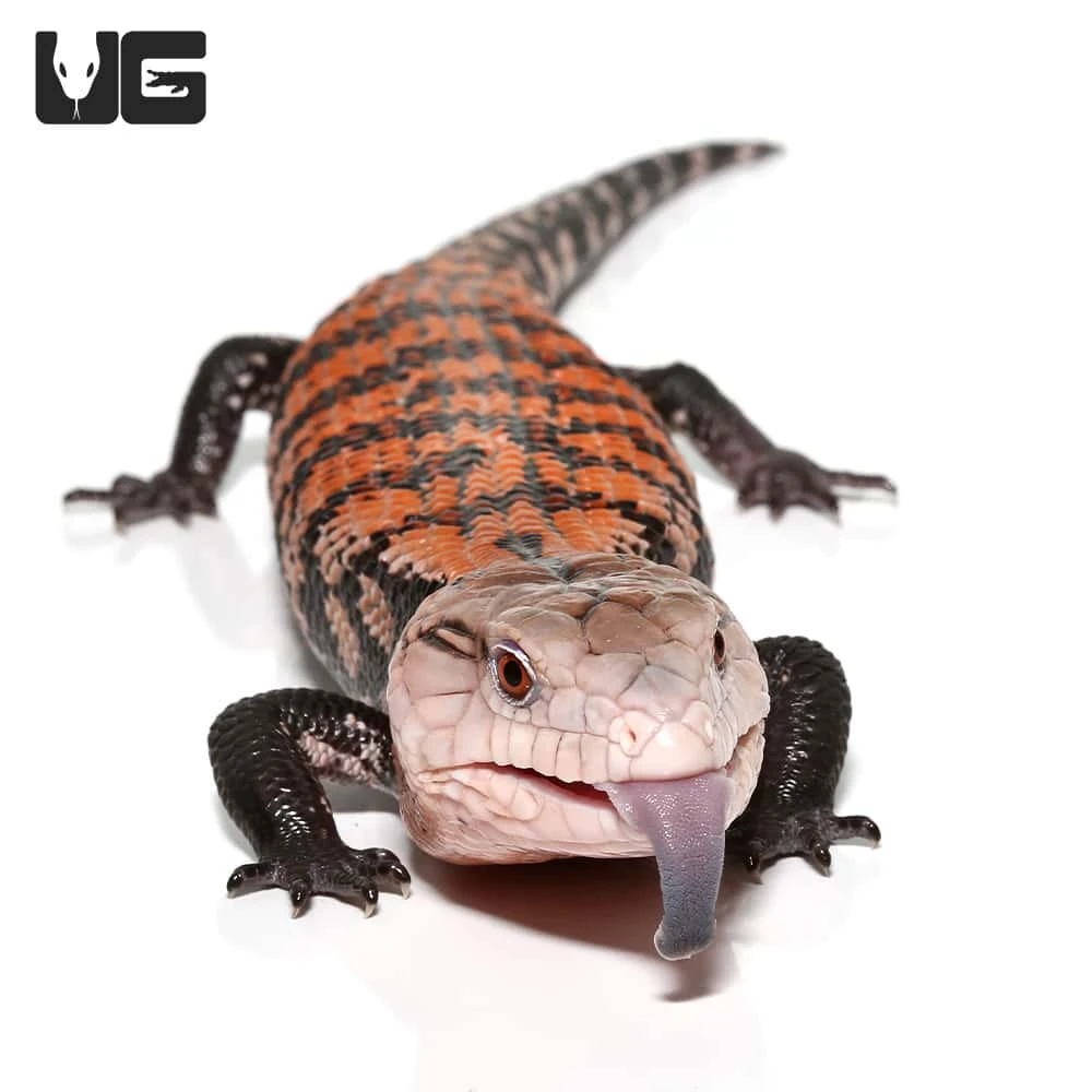 Juvenile Halmahera Blue Tongue Skink #1