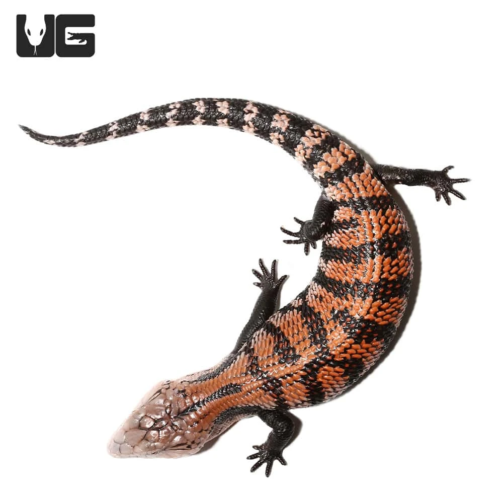 Juvenile Halmahera Blue Tongue Skink #1 - Image 2