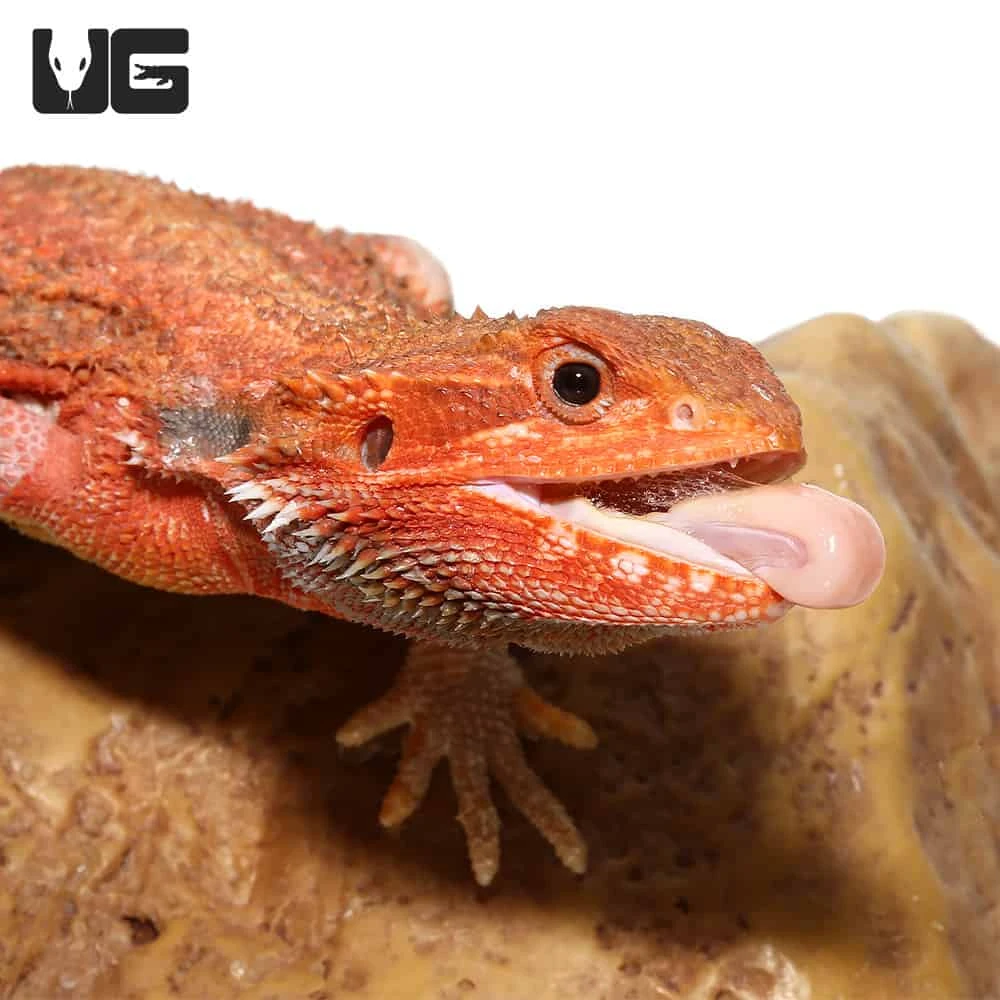 Juvenile Inferno Dunner Blue Bar Bearded Dragon #2 - Image 3