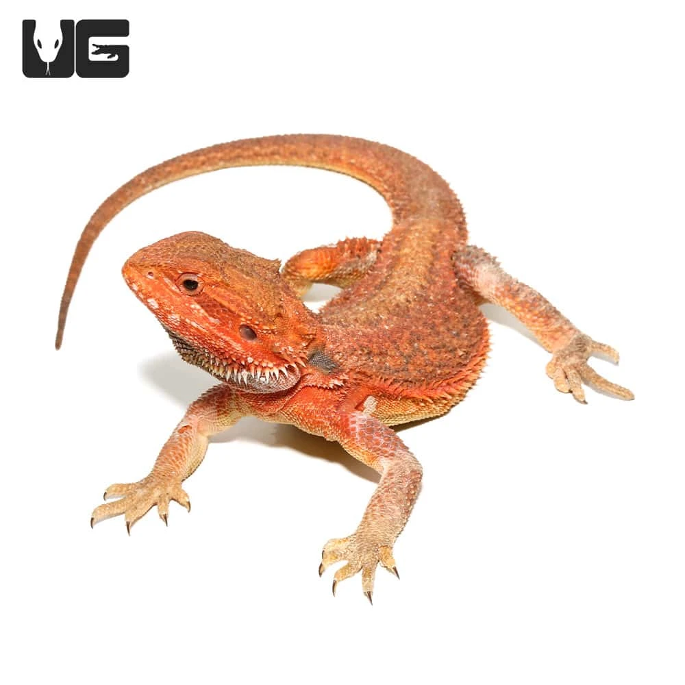 Juvenile Inferno Dunner Blue Bar Bearded Dragon #2