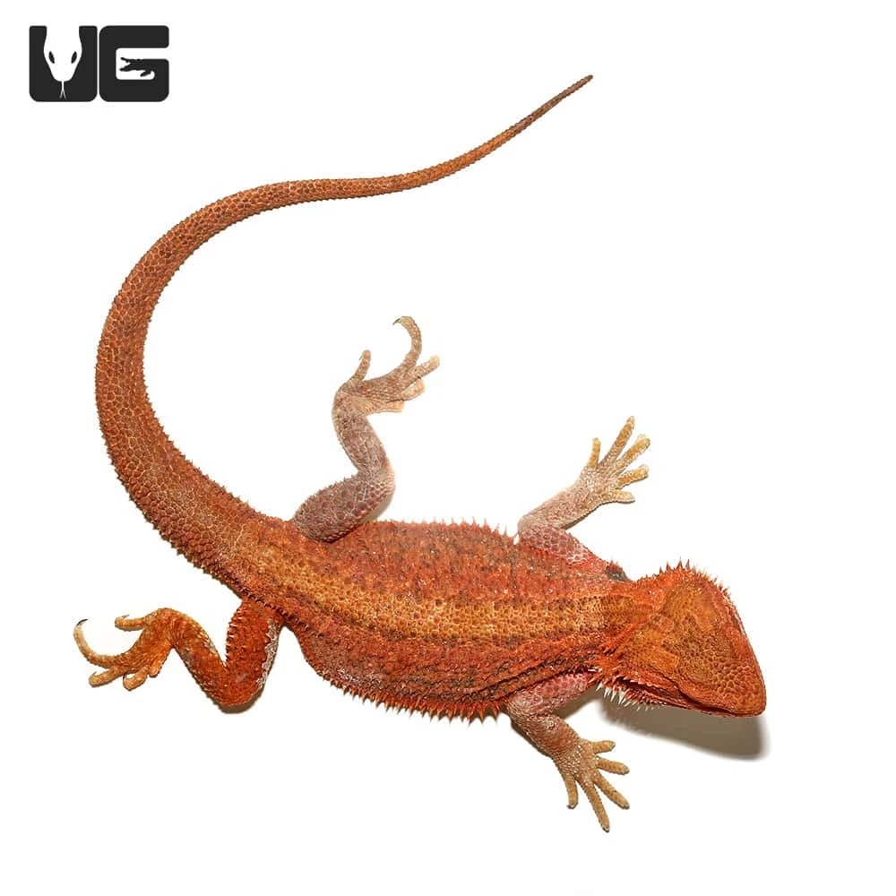 Juvenile Inferno Dunner Blue Bar Bearded Dragon #2 - Image 4