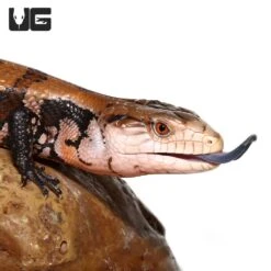 Juvenile Irian Jaya Blue Tongue Skink