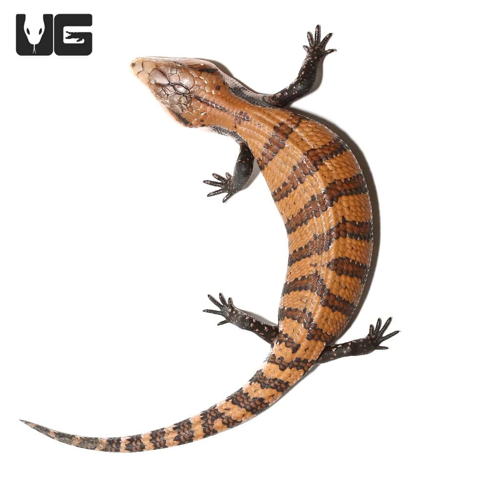 Juvenile Irian Jaya Blue Tongue Skink - Image 3