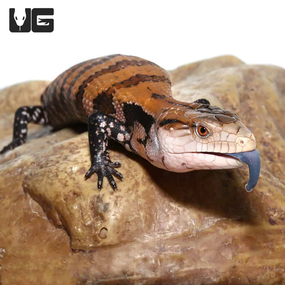 Juvenile Irian Jaya Blue Tongue Skink - Image 4