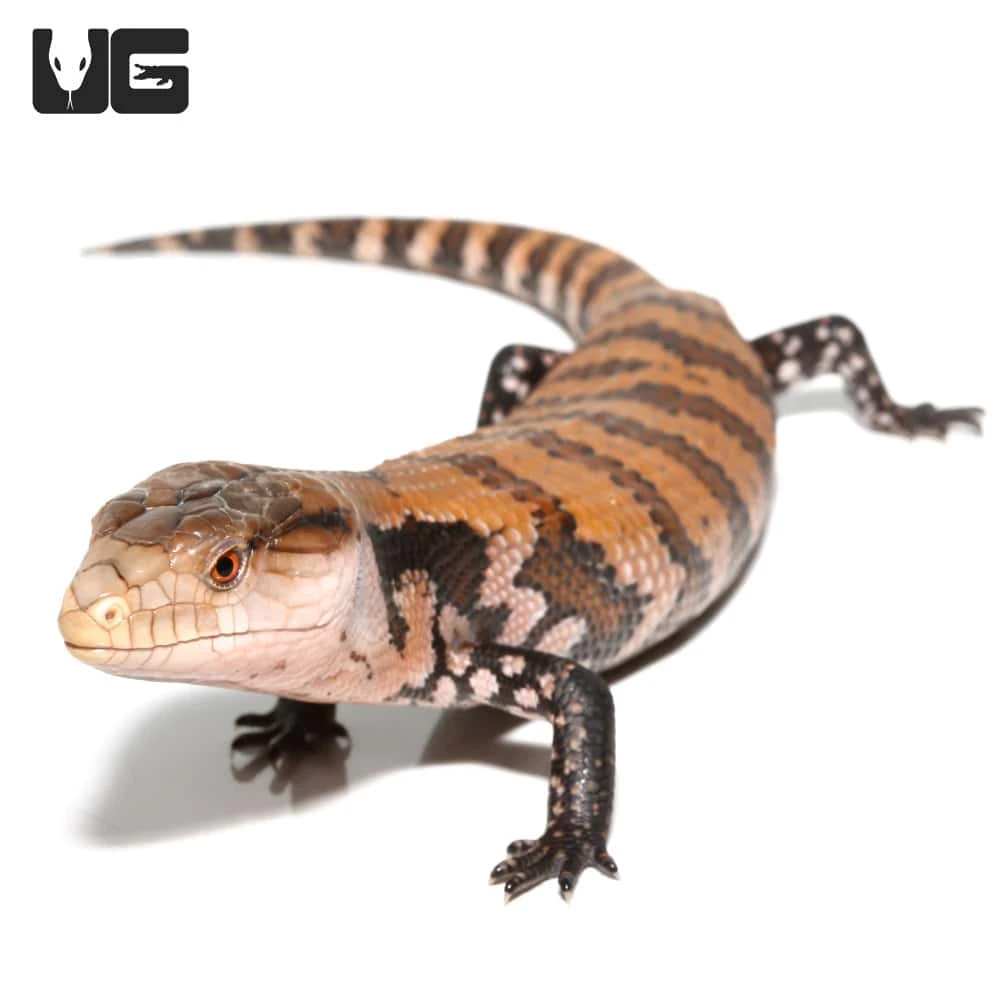 Juvenile Irian Jaya Blue Tongue Skink - Image 2