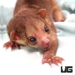 Juvenile Kinkajou