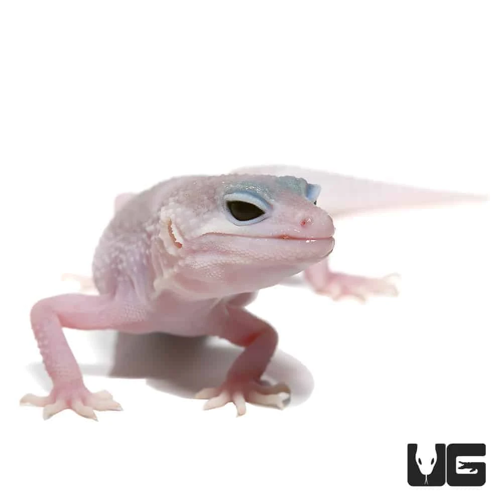 Juvenile Mack Super Snow Blizzard Leucistic Leopard Gecko
