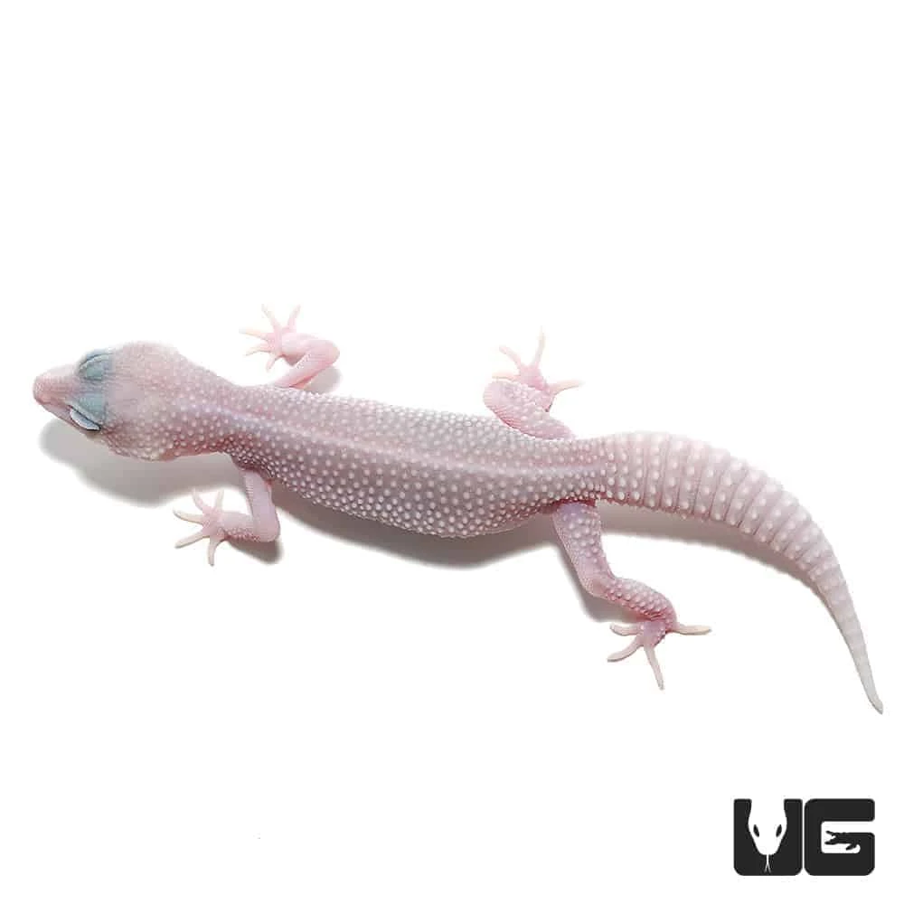 Juvenile Mack Super Snow Blizzard Leucistic Leopard Gecko - Image 2