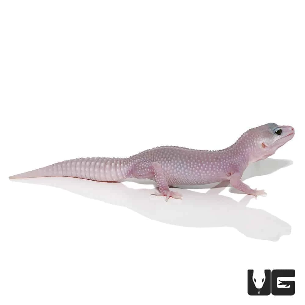 Juvenile Mack Super Snow Blizzard Leucistic Leopard Gecko - Image 3