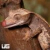 Juvenile Partial Pinstripe Crested Gecko