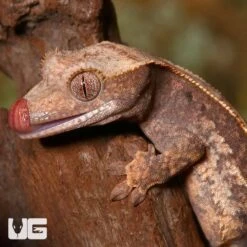 Juvenile Partial Pinstripe Crested Gecko