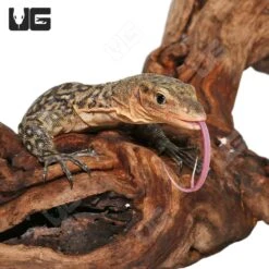 Juvenile Yellow Quince Monitor