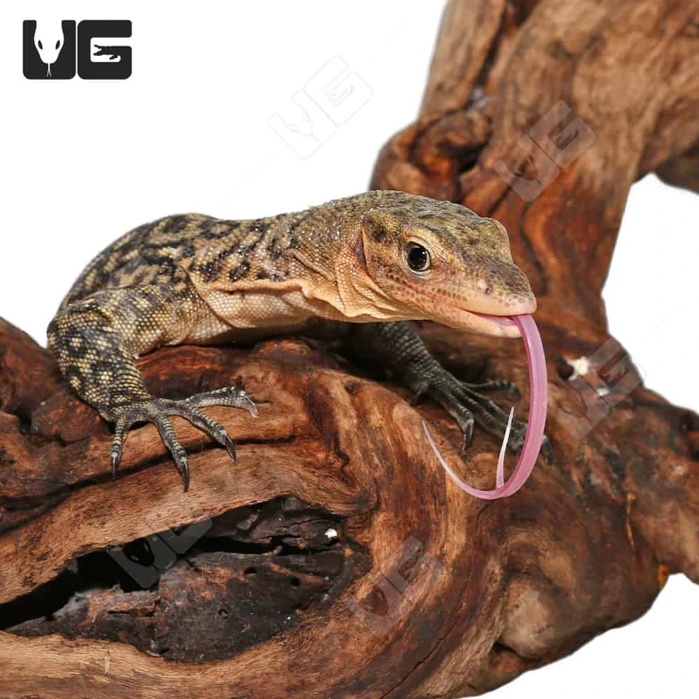 Juvenile Yellow Quince Monitor