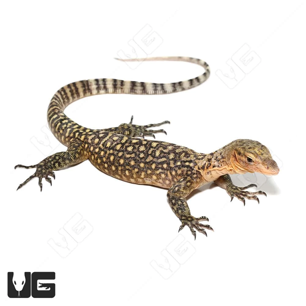 Juvenile Yellow Quince Monitor - Image 4
