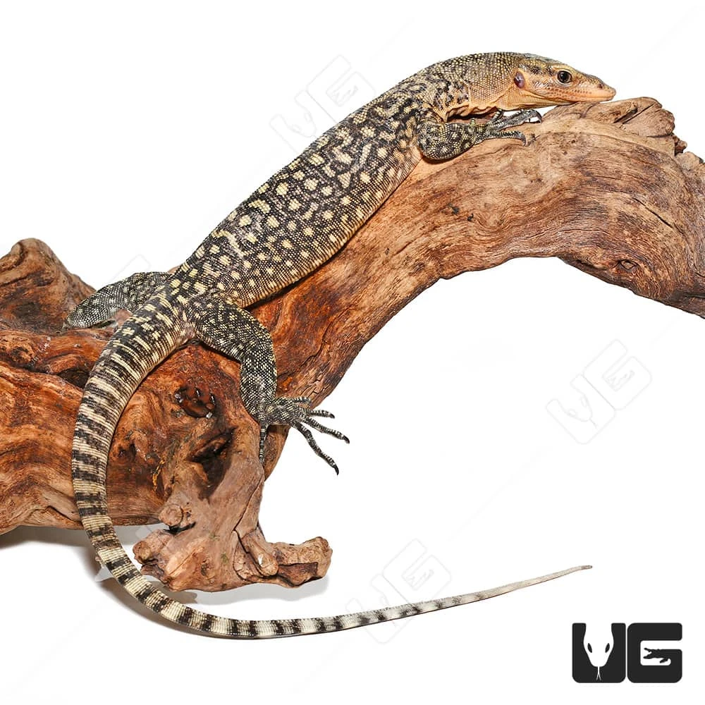 Juvenile Yellow Quince Monitor - Image 2