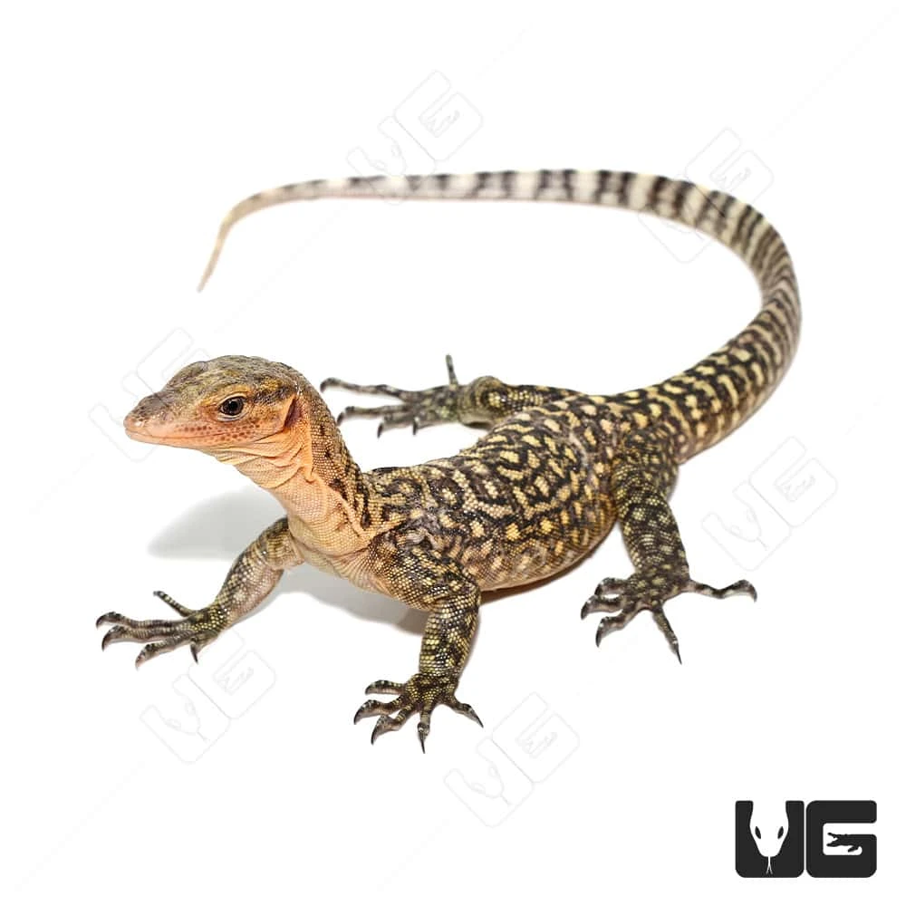 Juvenile Yellow Quince Monitor - Image 3