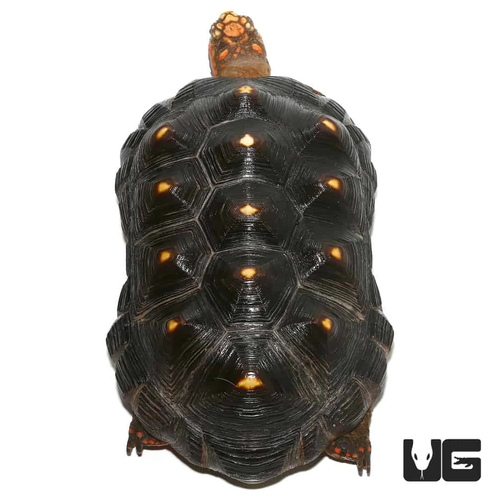 Adult Male Redfoot Tortoise #1 - Image 2