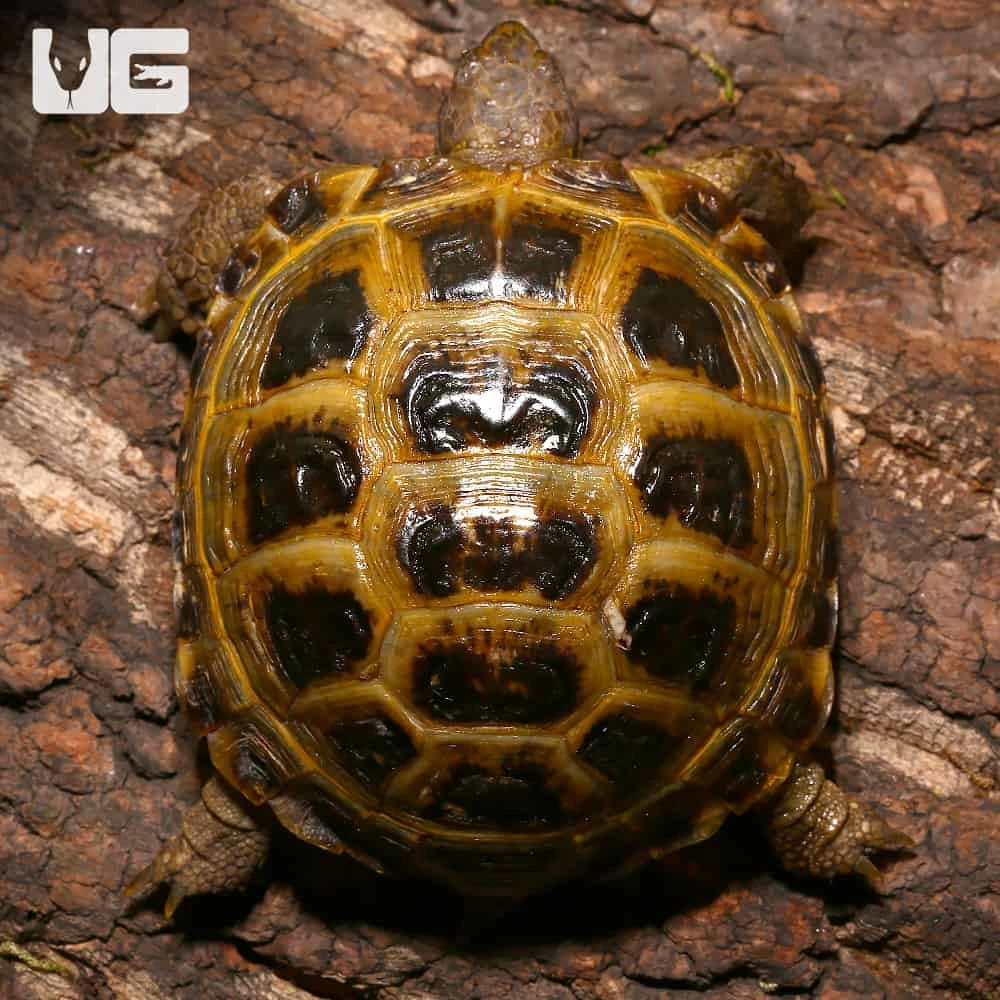 Juvenile Russian Tortoise - Image 2