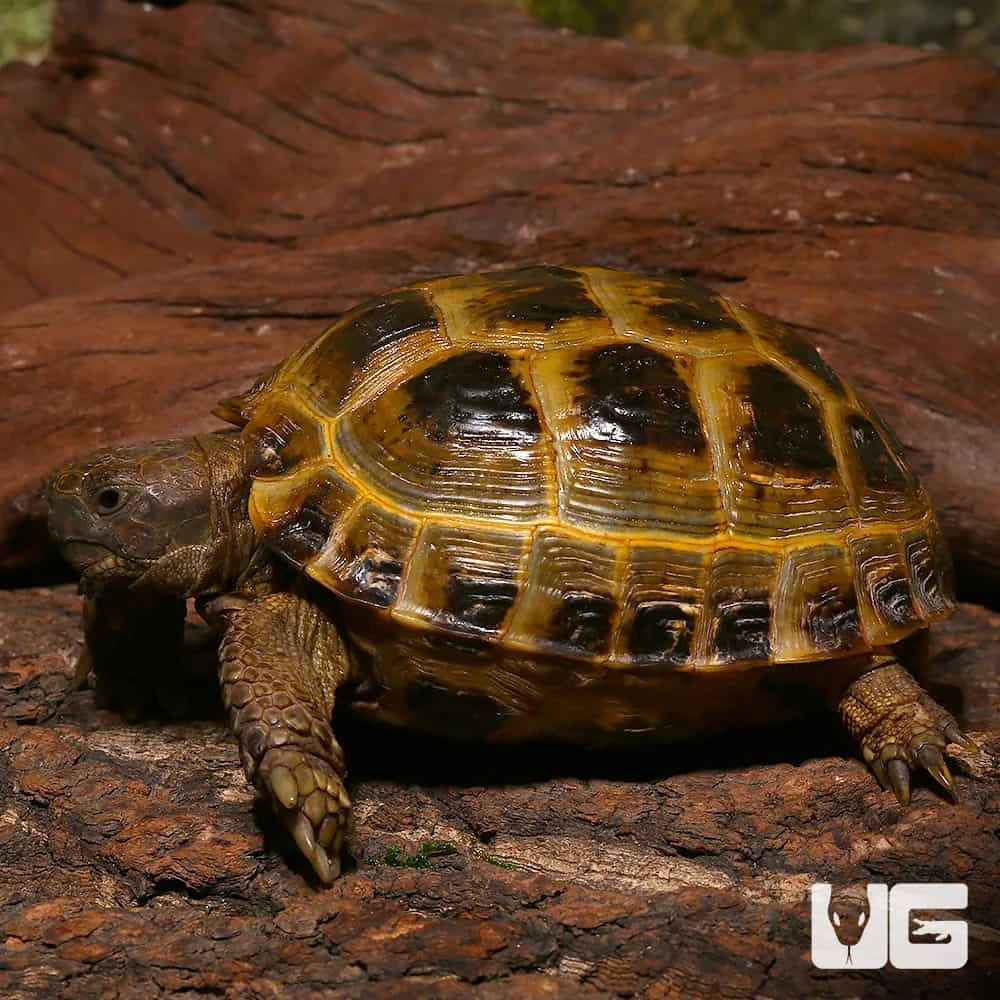 Juvenile Russian Tortoise - Image 3