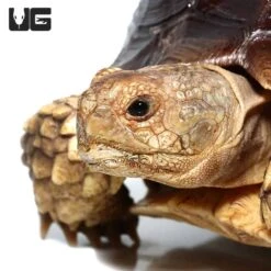 Juvenile Sulcata Tortoise #1