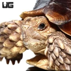 Juvenile Sulcata Tortoise #2