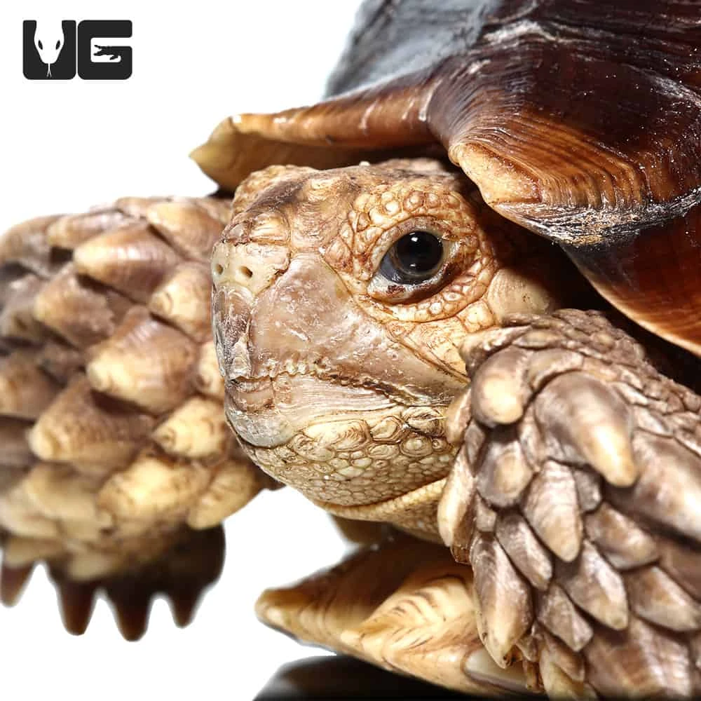 Juvenile Sulcata Tortoise #2