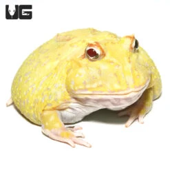 Juvenile Super Pikachu Pacman Frog
