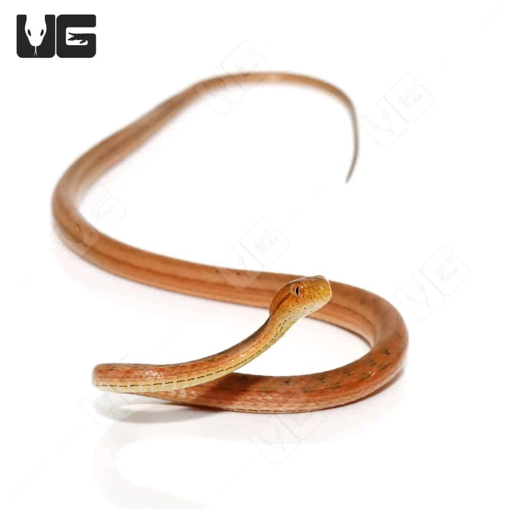 Juvenile Suriname Mock Viper - Image 2