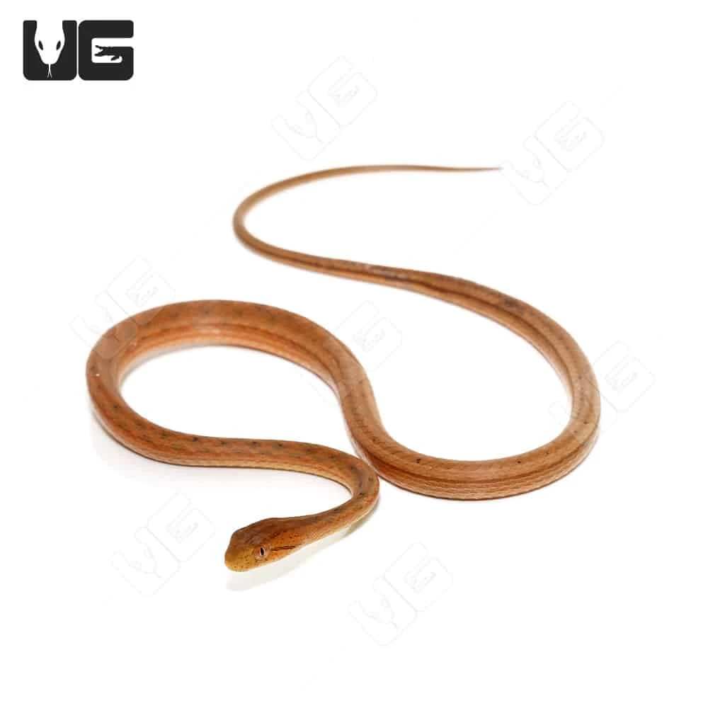 Juvenile Suriname Mock Viper - Image 3