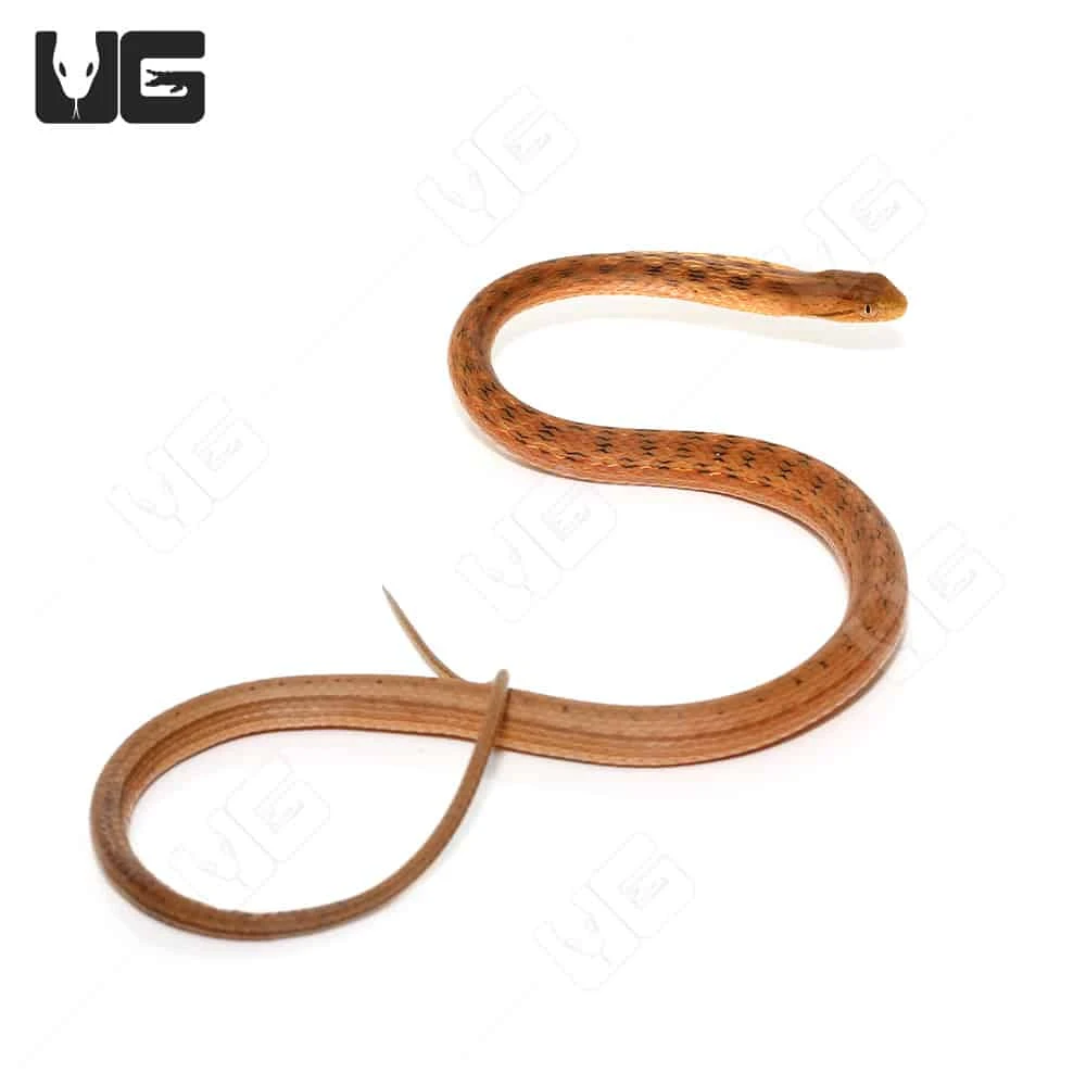 Juvenile Suriname Mock Viper - Image 4