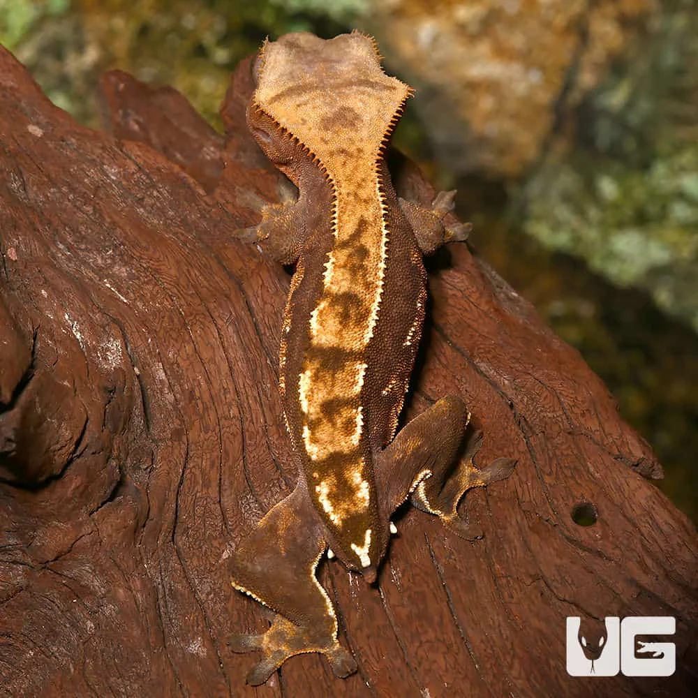 Baby Tailless Partial Pinstripe Crested Gecko - Image 3