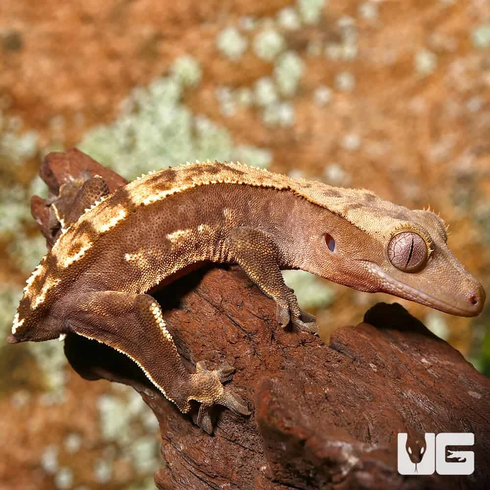 Baby Tailless Partial Pinstripe Crested Gecko