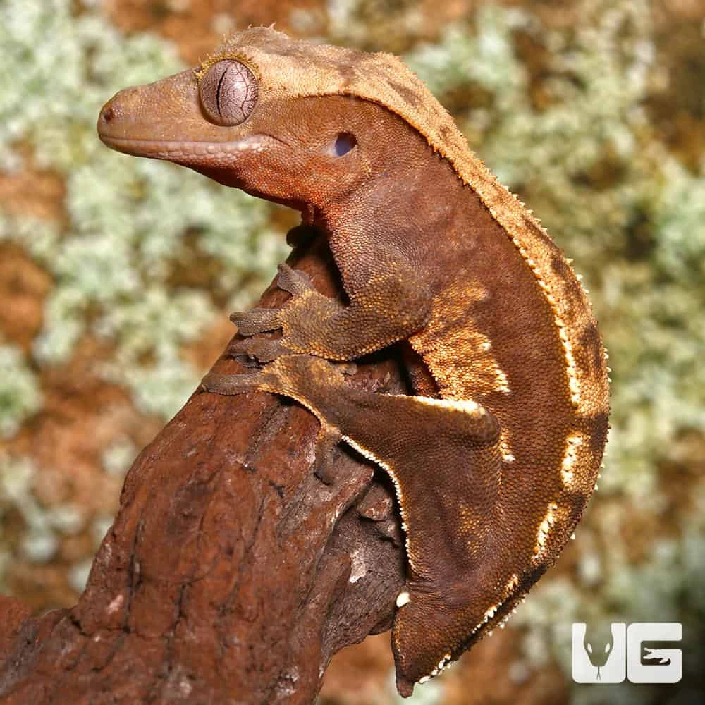 Baby Tailless Partial Pinstripe Crested Gecko - Image 2
