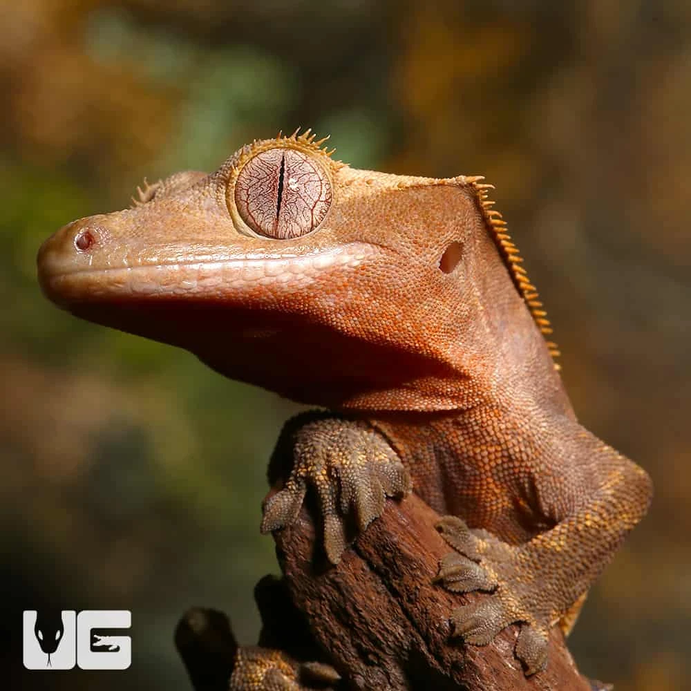 Baby Tailless Partial Pinstripe Crested Gecko - Image 4