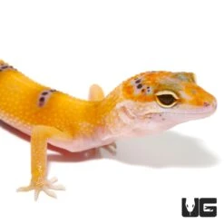 Juvenile Tangerine Enigma Leopard Gecko